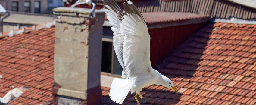 Residential Chimney Animal Removal Solution in West Odessa, TX